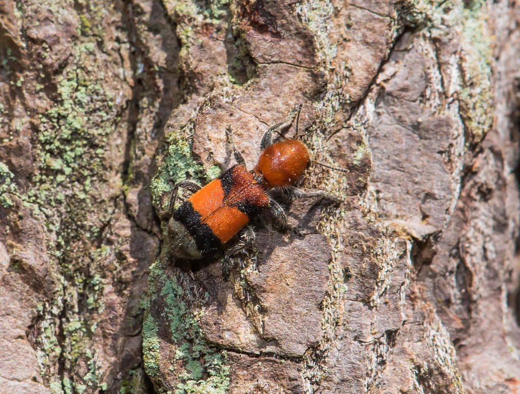 Checkered Beetleon Tree Bark Wallpaper