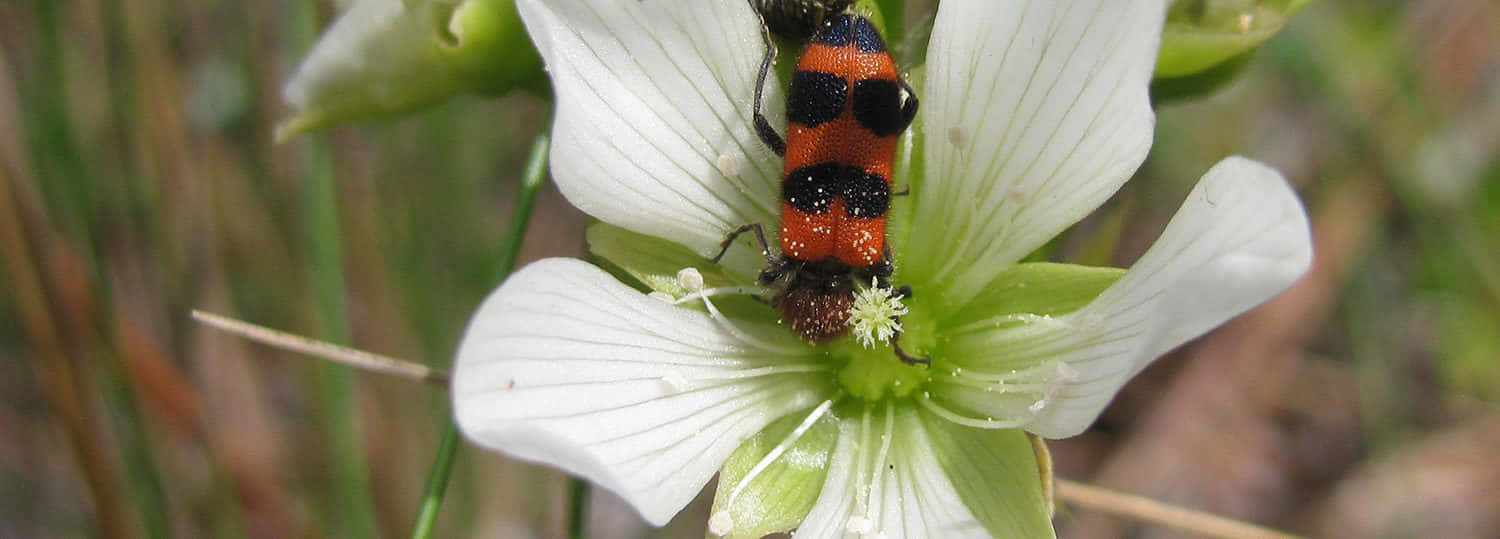 Checkered Beetleon White Flower Wallpaper