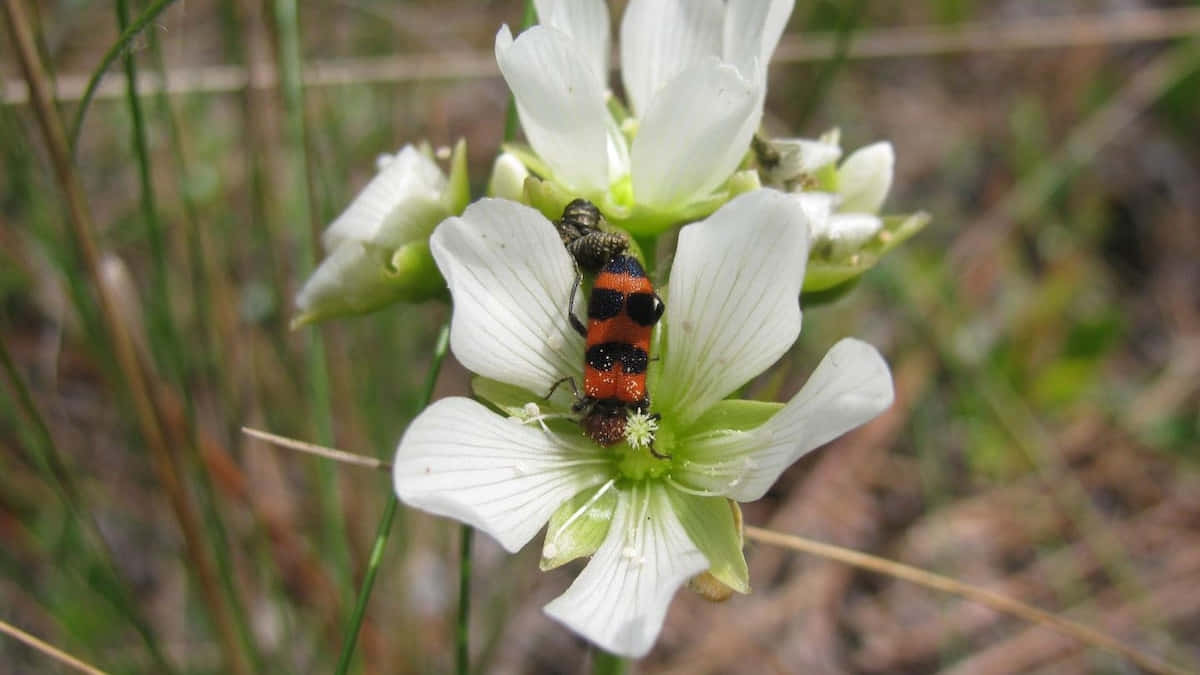 Checkered Beetleon White Flower.jpg Wallpaper