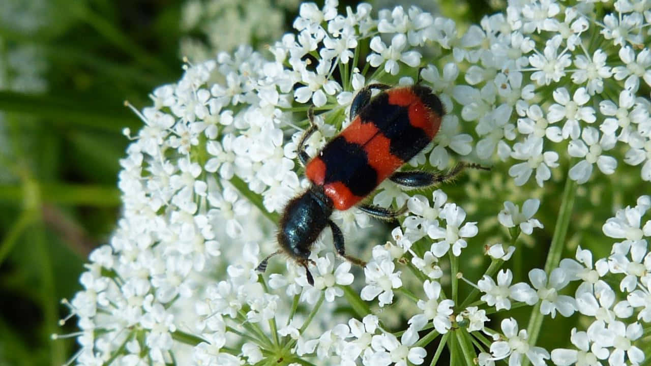 Checkered Beetleon White Flowers.jpg Wallpaper