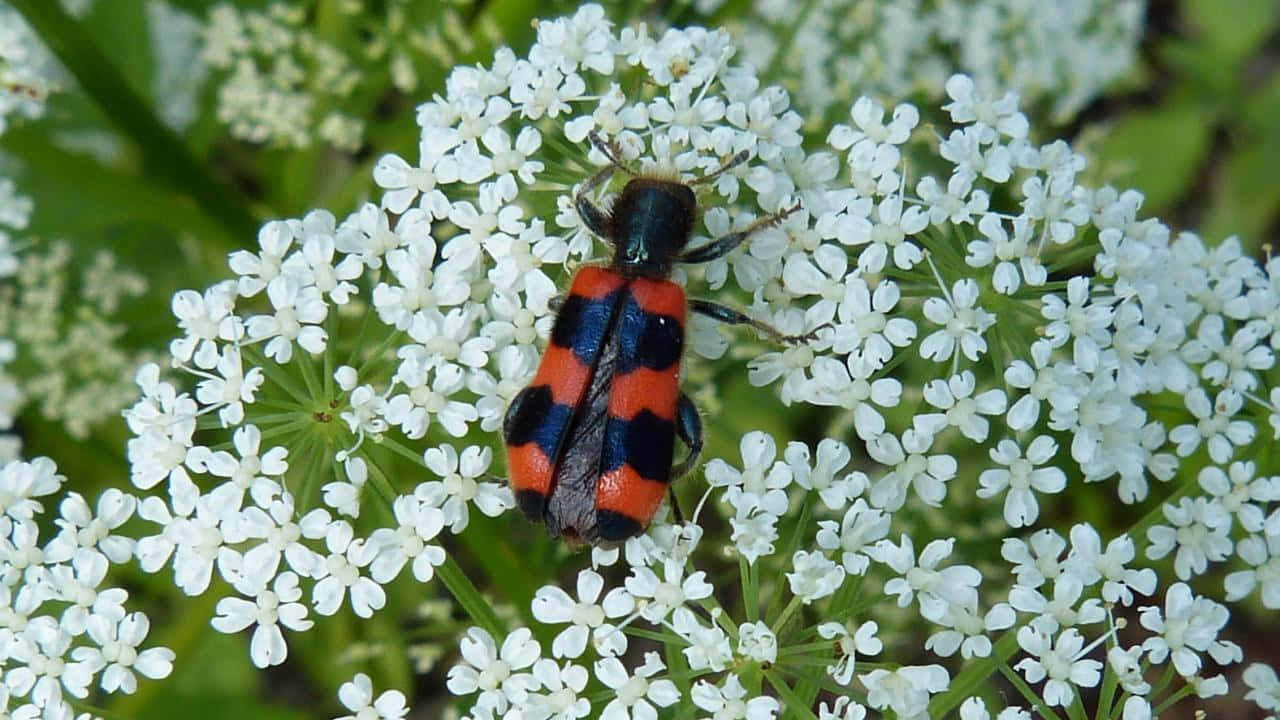 Checkered Beetleon White Flowers Wallpaper