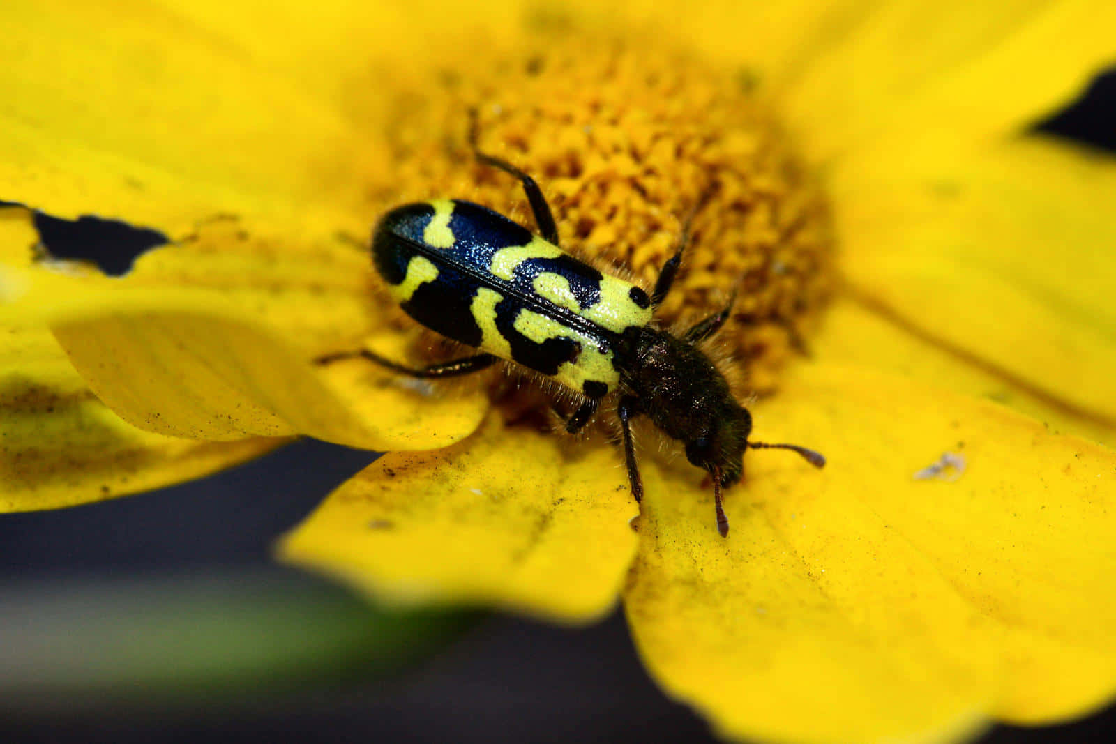 Checkered Beetleon Yellow Flower Wallpaper