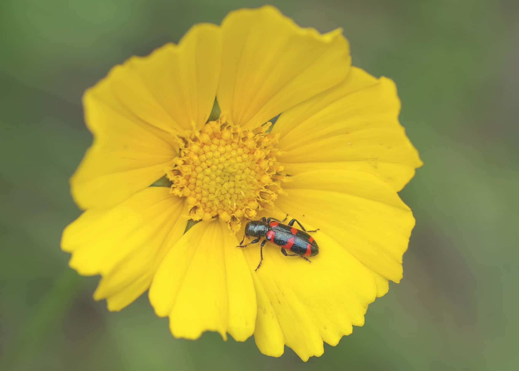 Checkered Beetleon Yellow Flower Wallpaper