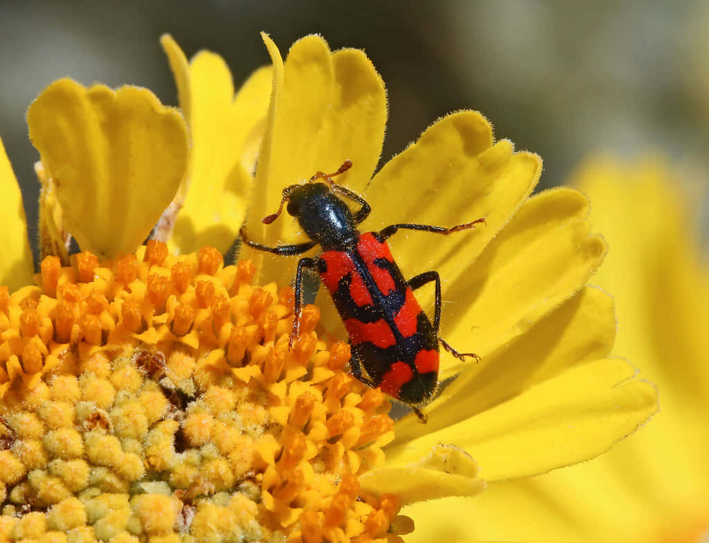 Checkered Beetleon Yellow Flower.jpg Wallpaper