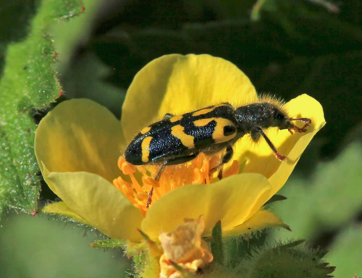 Checkered Beetleon Yellow Flower Wallpaper