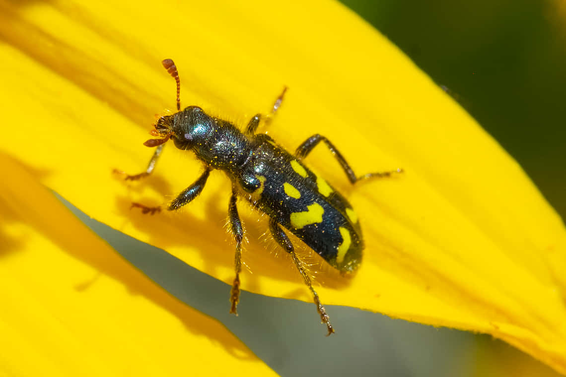 Checkered Beetleon Yellow Flower Wallpaper