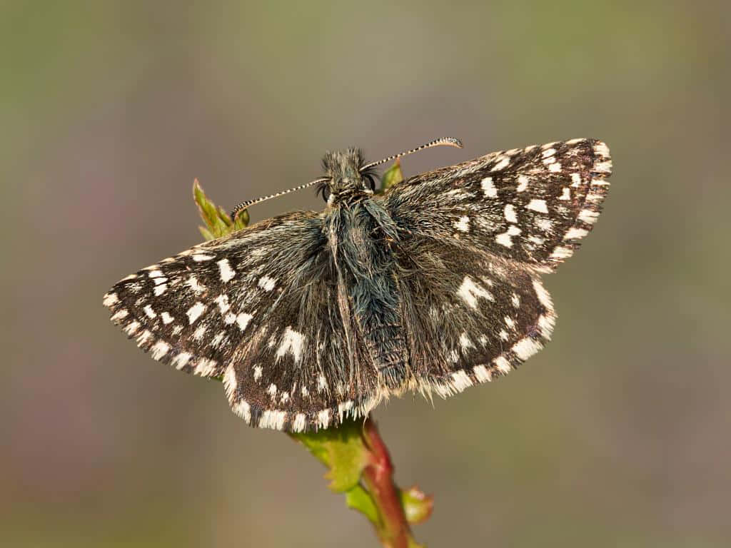 Checkered Skipper Butterflyon Branch.jpg Wallpaper