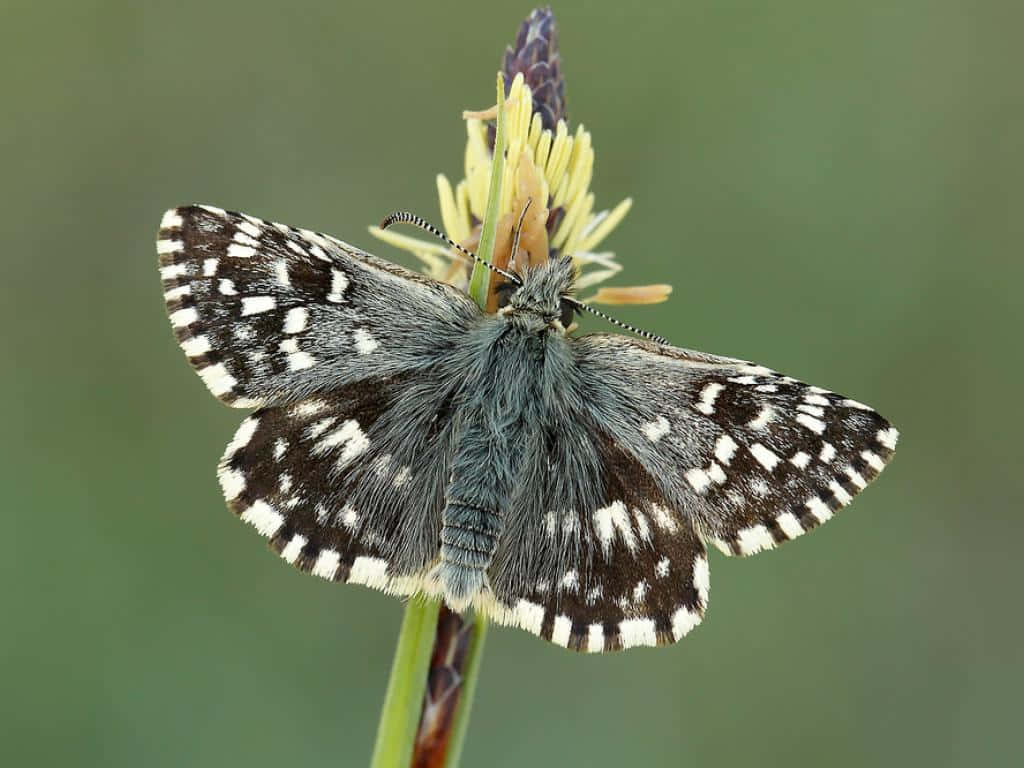 Checkered Skipper Butterflyon Flower Wallpaper