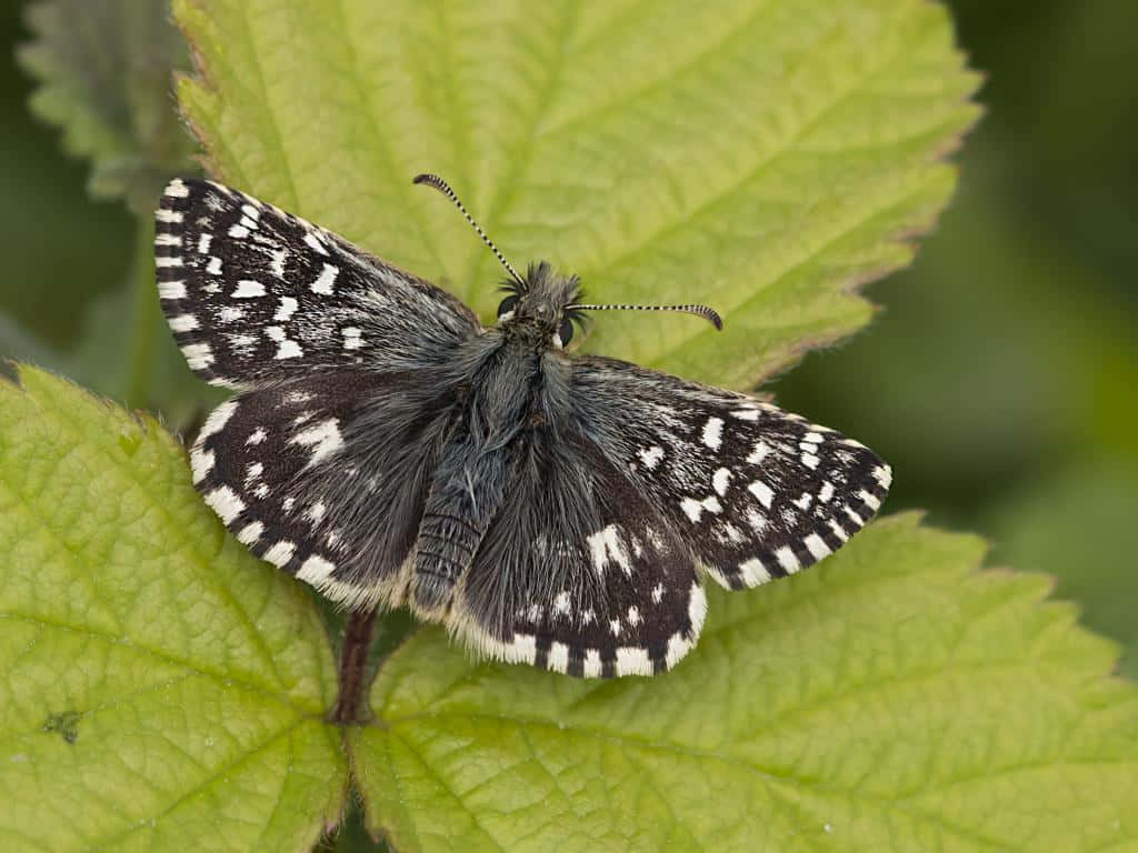 Checkered Skipper Butterflyon Leaf Wallpaper