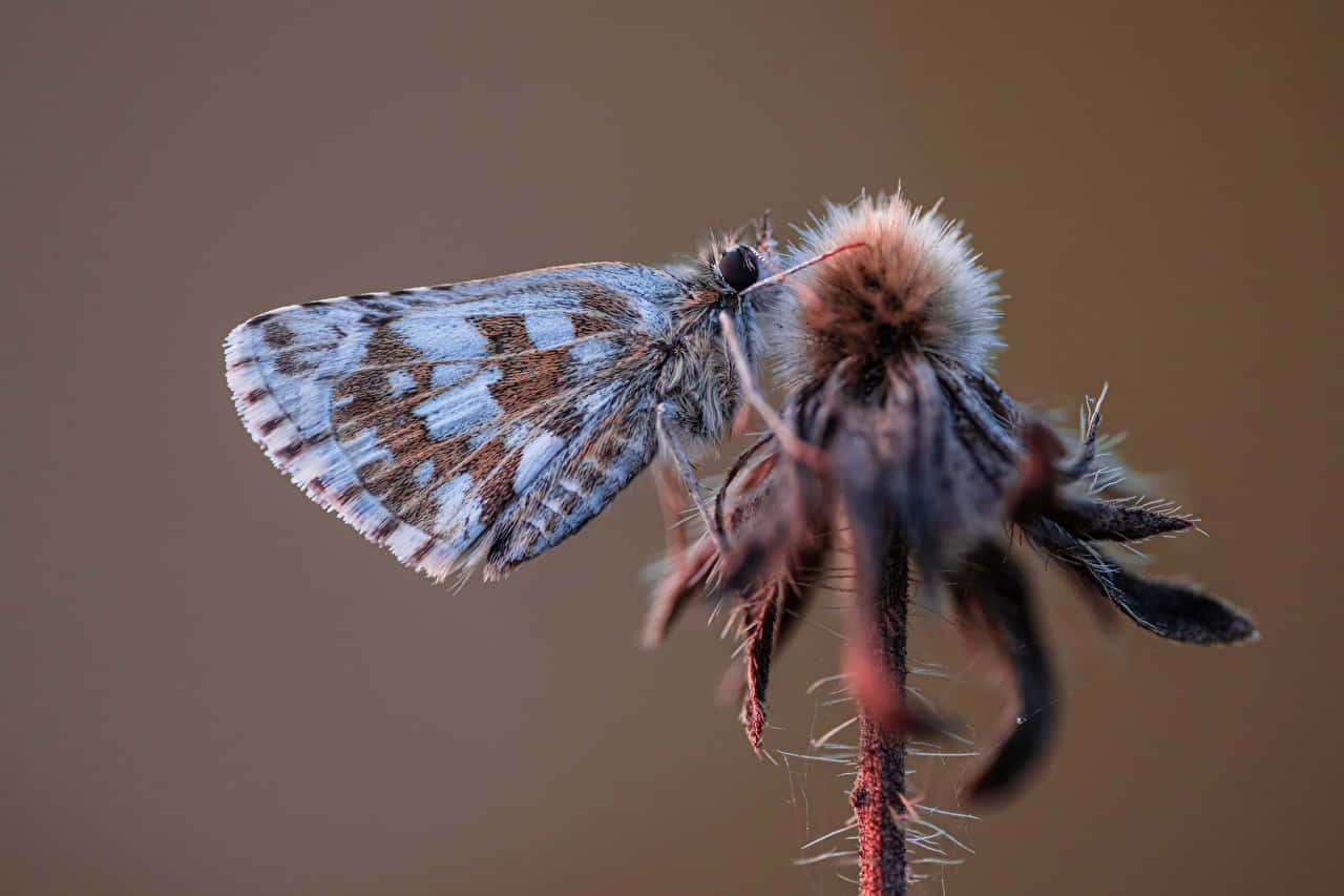 Checkered Skipper Butterflyon Seedpod Wallpaper