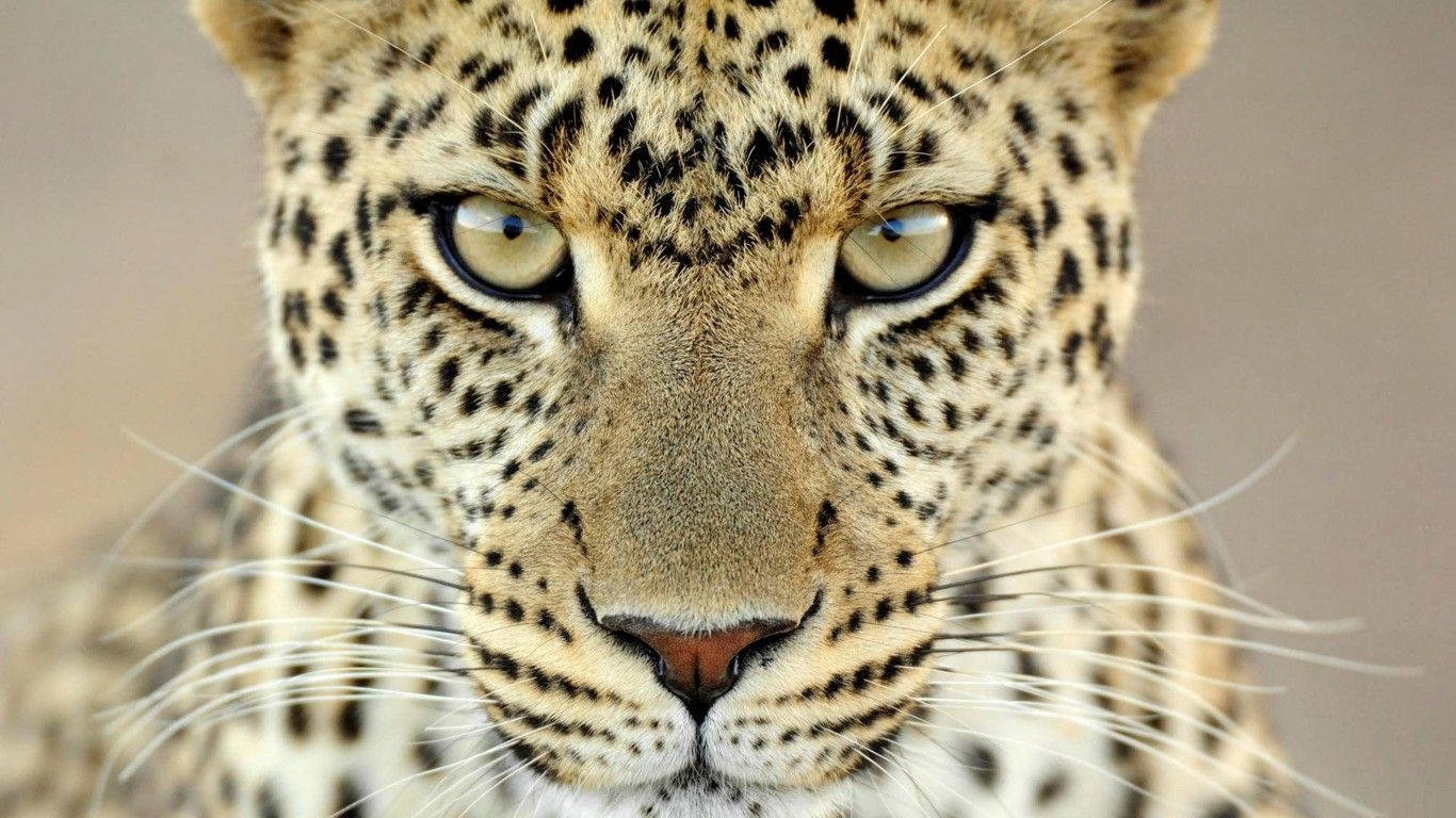 Cheetah Fierce Look Wallpaper