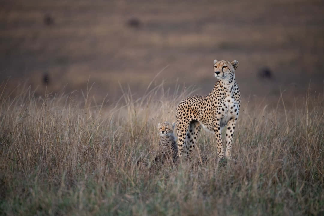 Cheetahand Cubon Savannah Watch Wallpaper