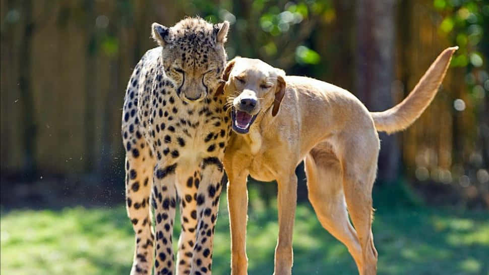 Cheetahand Dog Friendship Wallpaper