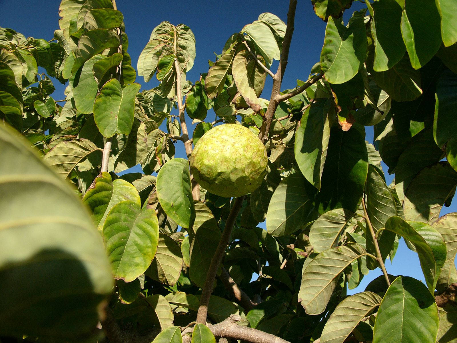 Cherimoya Spanish Cultivars Fruit Wallpaper