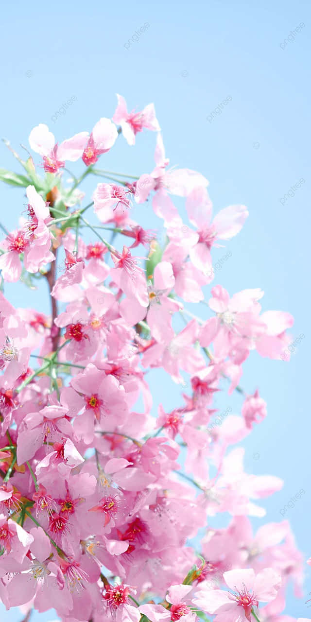 Cherry Blossom Blue Sky Backdrop Wallpaper