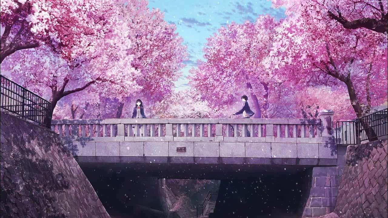 Cherry Blossom Bridge Anime Scene Wallpaper