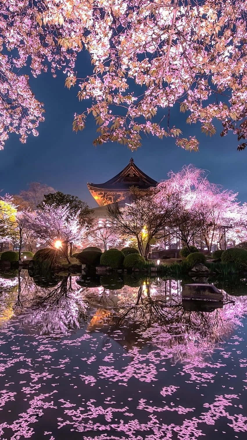 Cherry Blossom Night Reflection Wallpaper