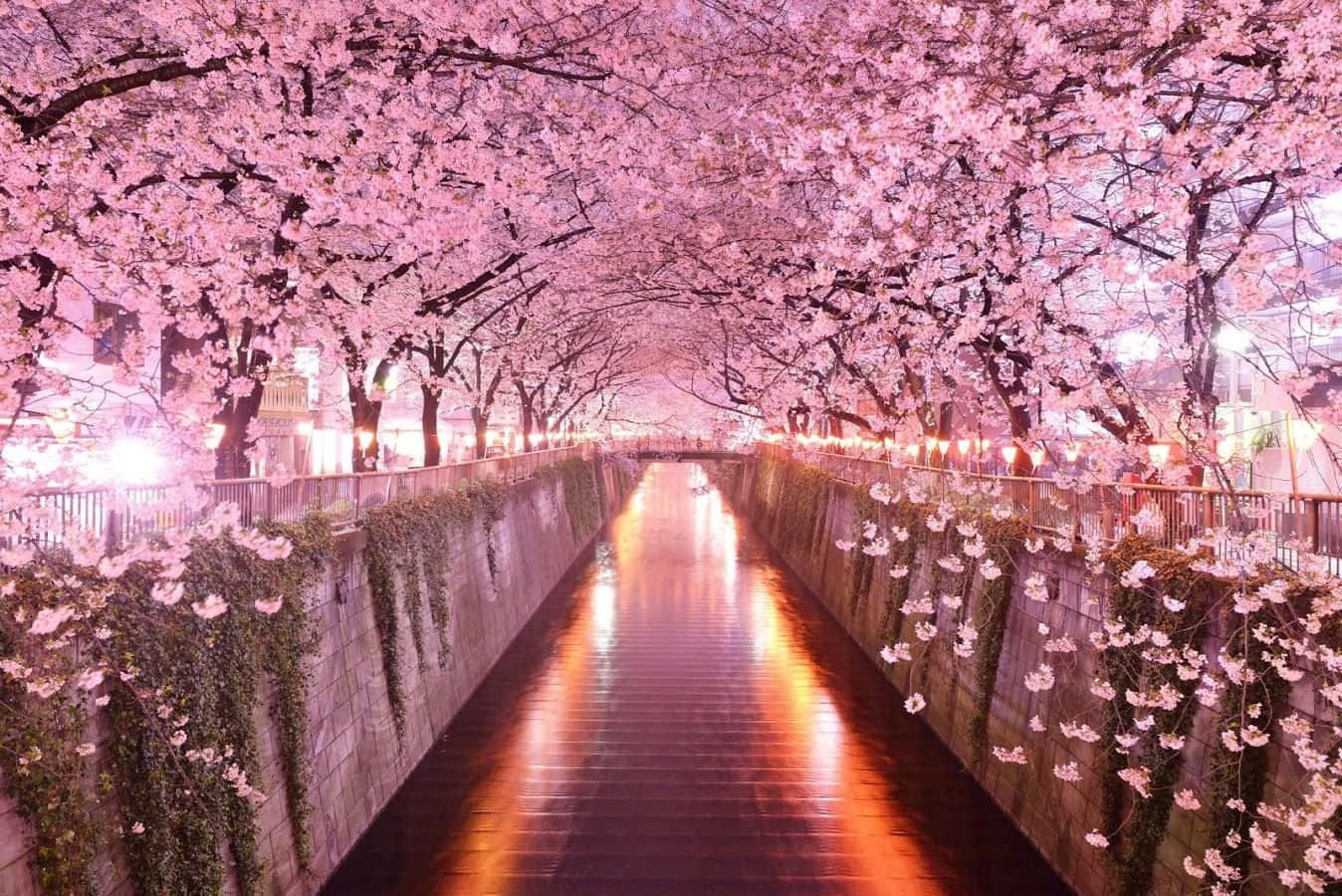 Cherry Blossom Tree Bridge Wallpaper