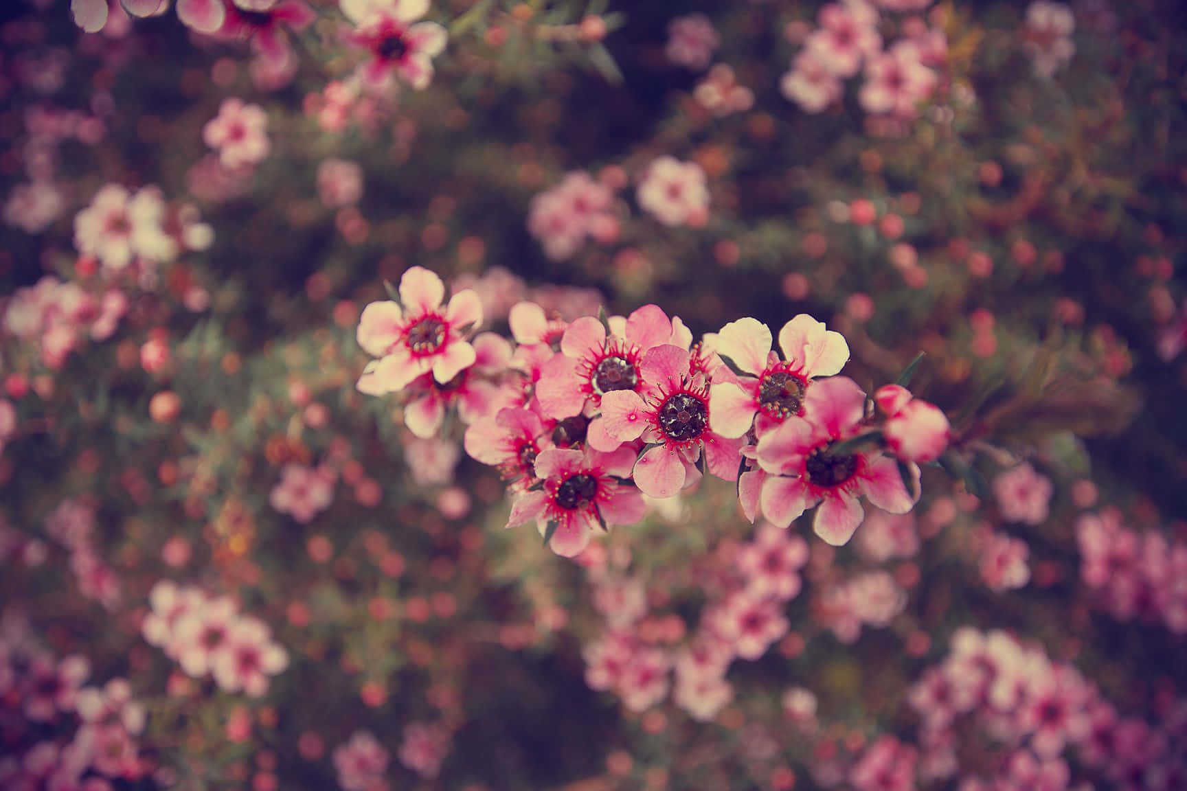 Cherry Blossom Tumblr Flowers Desktop Wallpaper