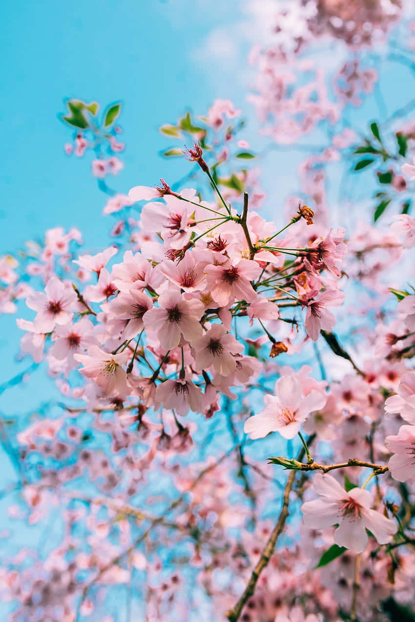 Cherry Blossoms Against Blue Sky Wallpaper