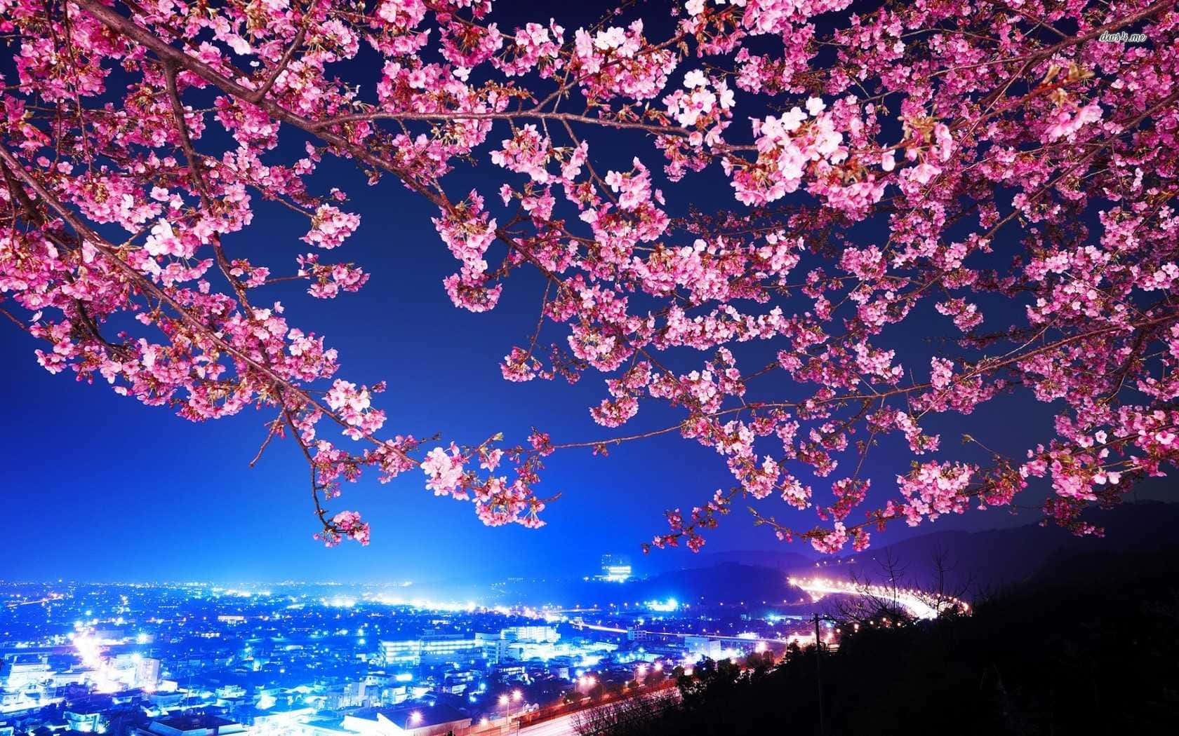 Cherry Blossoms Over City Nightscape Wallpaper