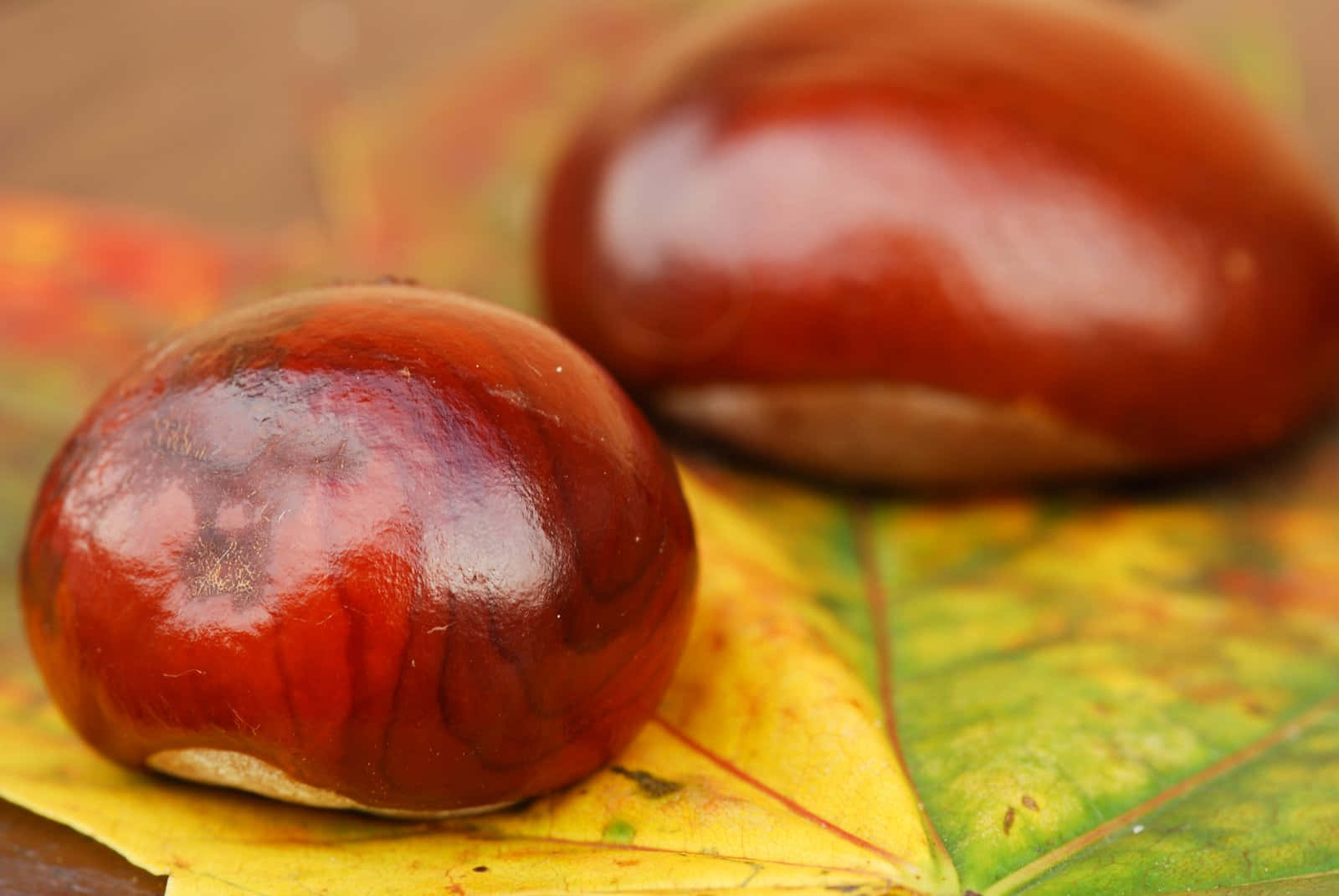 Chestnut Branch With Glossy Leaves And Brown Chestnut Tree Seeds Wallpaper