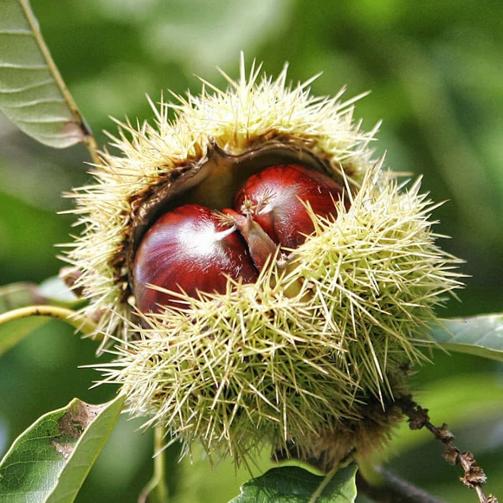 Chestnut Nature Wallpaper Wallpaper