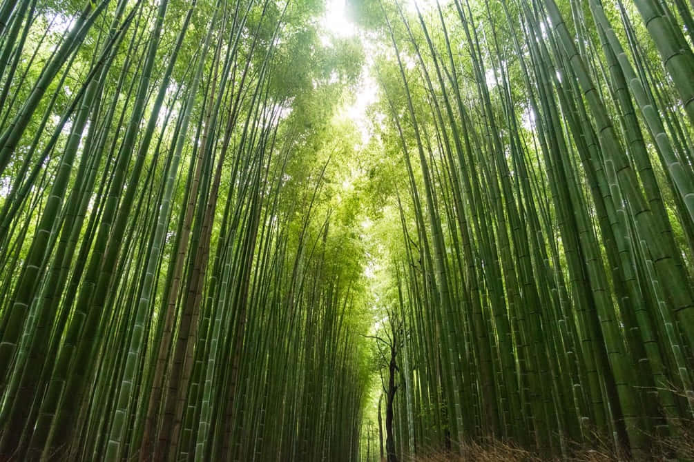 Chinese Bamboo Is A Symbol Of Resilience Wallpaper