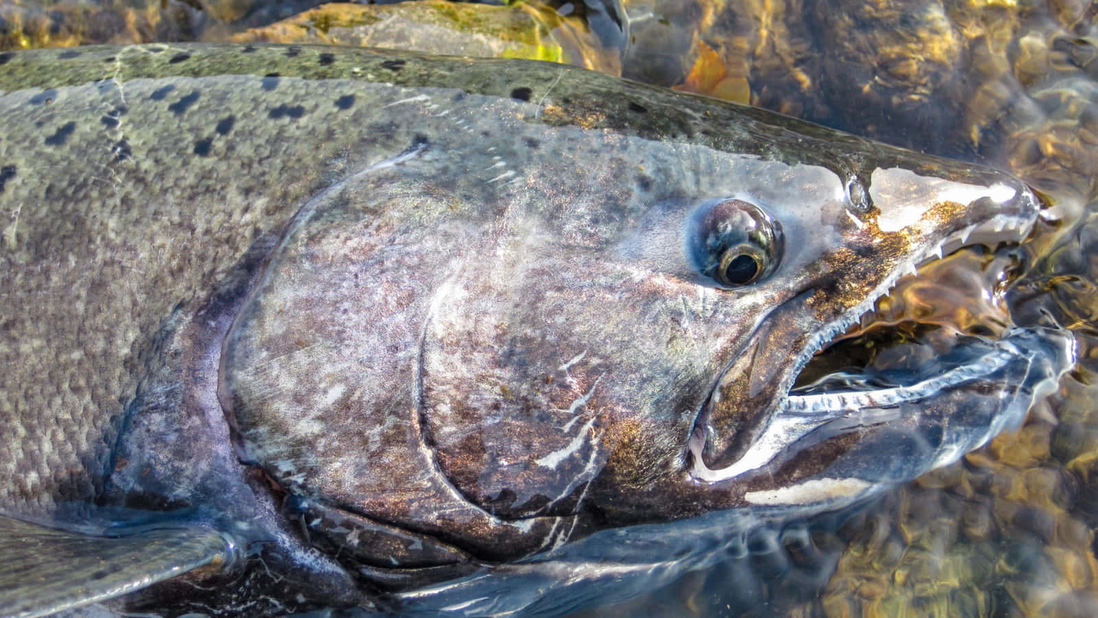 Chinook Salmon Close Up Wallpaper