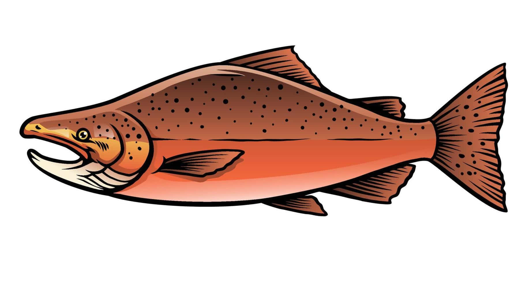 Chinook Salmon Illustration Wallpaper