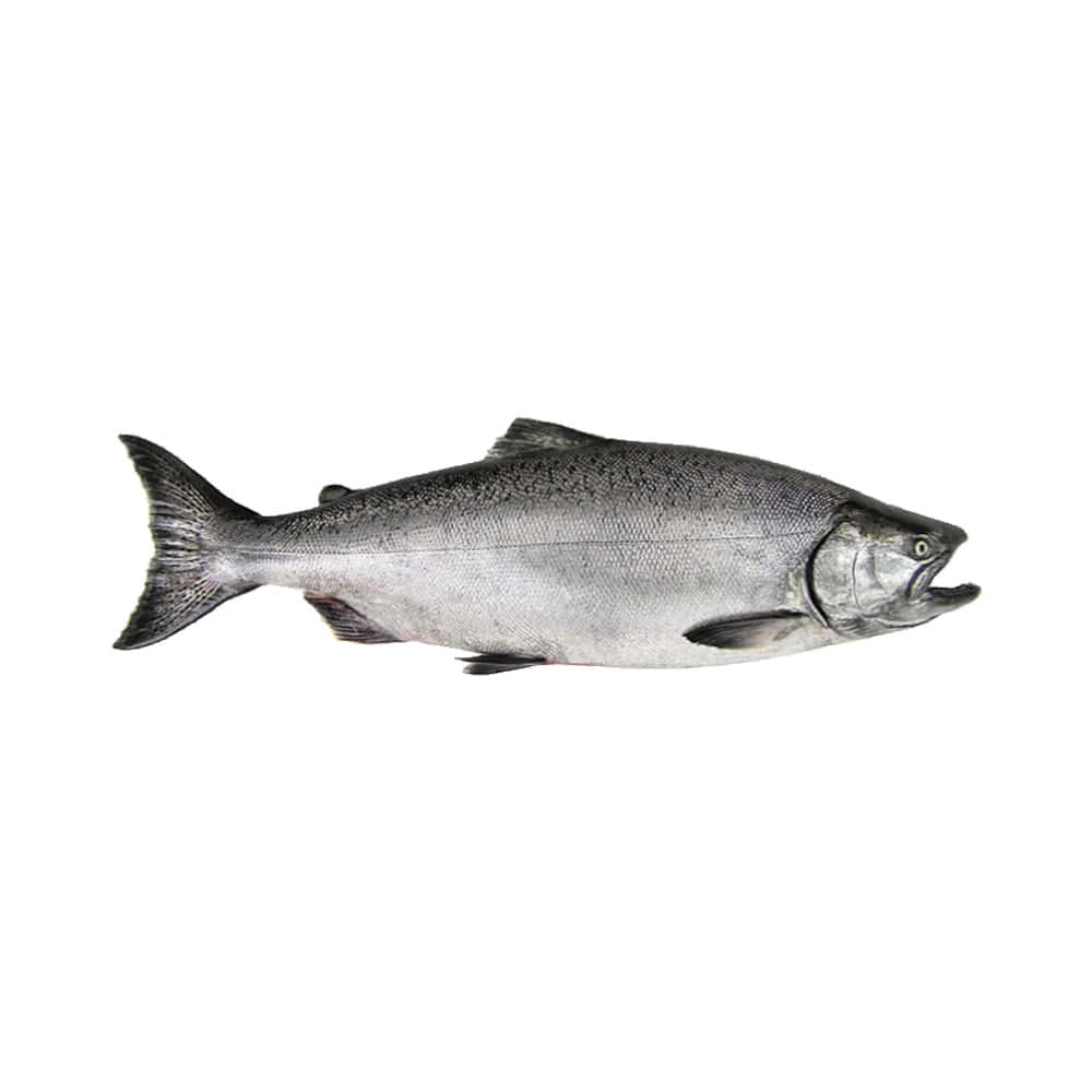 Chinook Salmon Isolatedon White Background Wallpaper