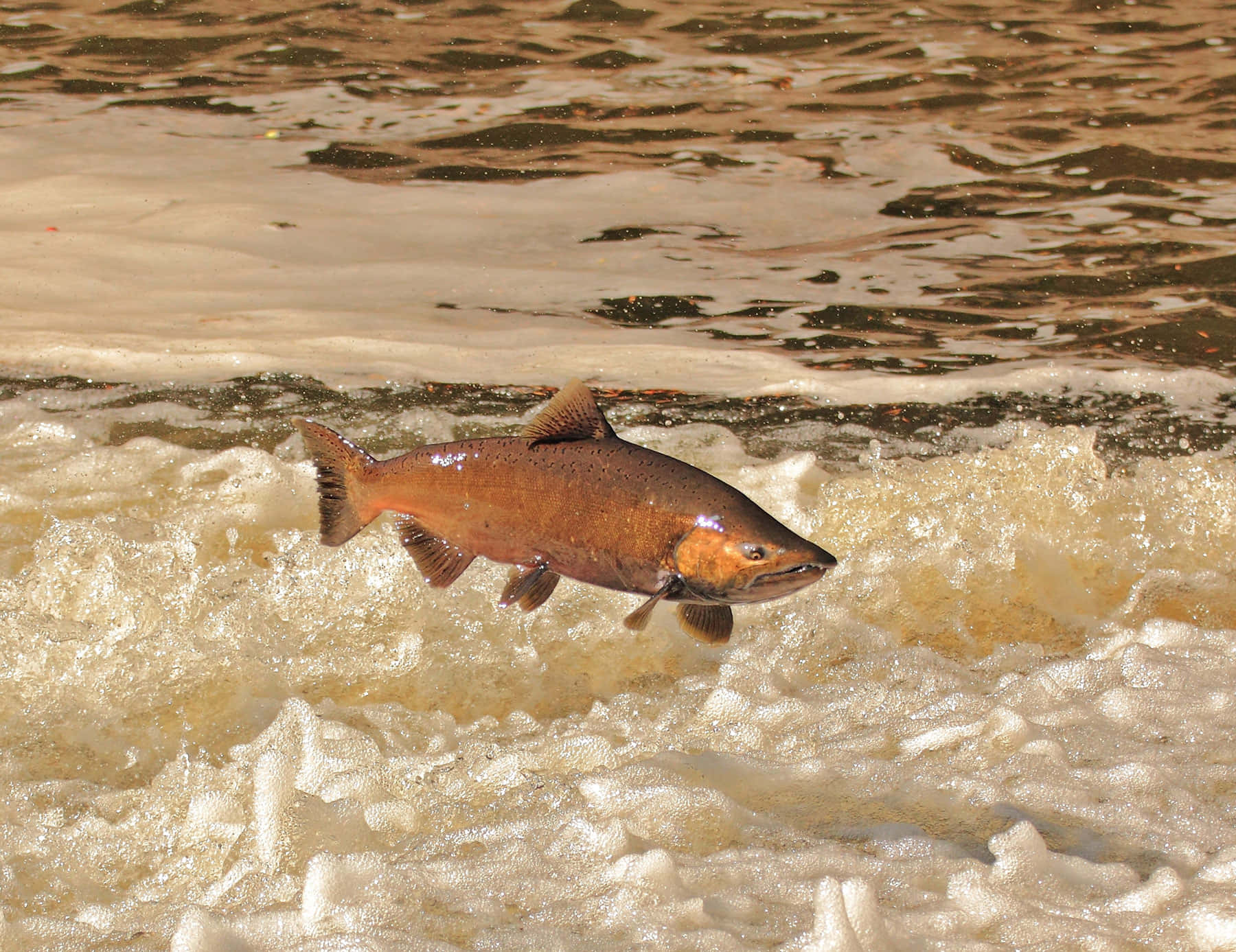 Chinook Salmon Leapingin River Wallpaper