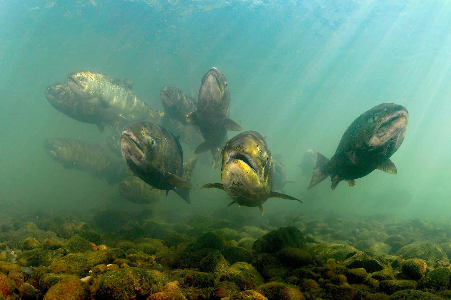 Chinook Salmon School Underwater Wallpaper