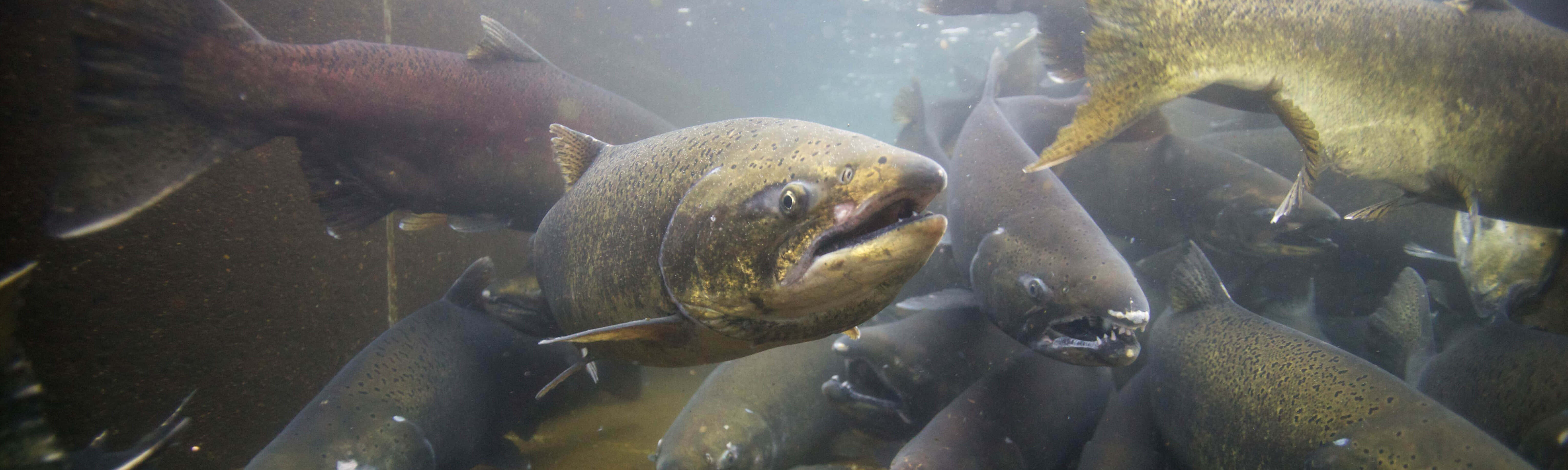 Chinook Salmon School Underwater Wallpaper