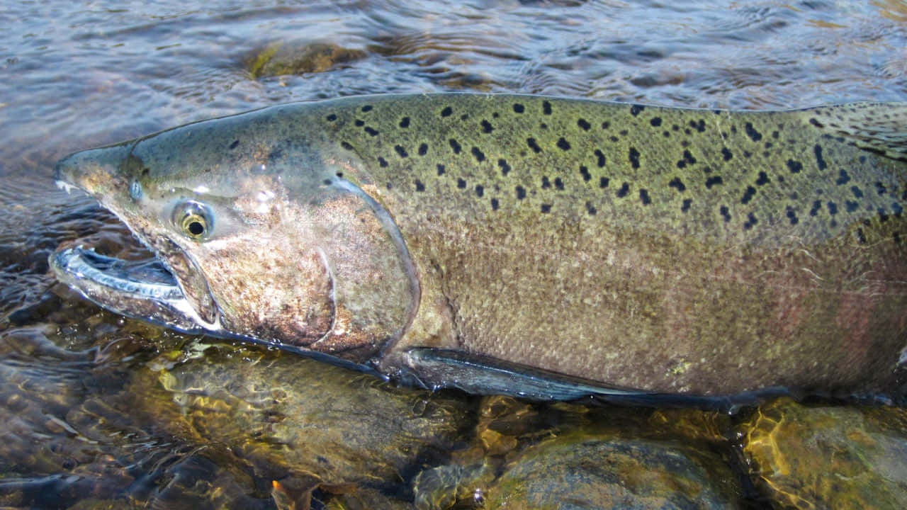 Chinook Salmonin Natural Habitat.jpg Wallpaper