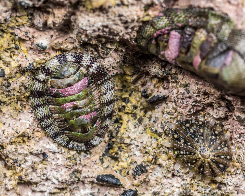 Chiton_and_ Limpet_on_ Rocky_ Surface Wallpaper