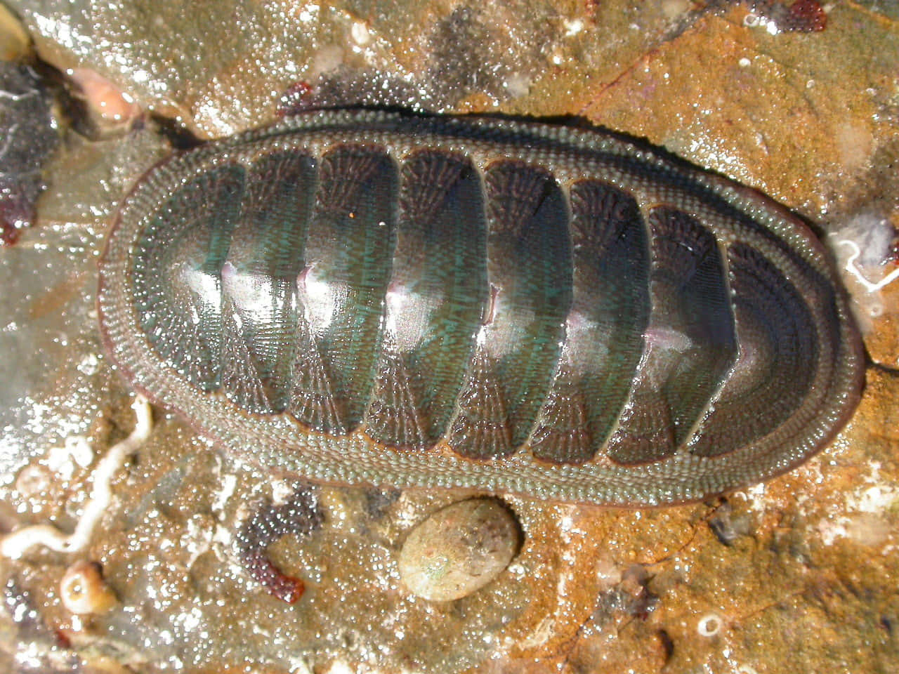 Chiton_ Marine_ Mollusk.jpg Wallpaper