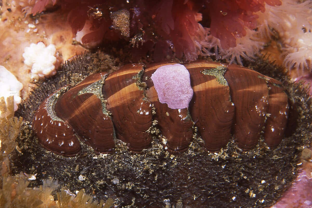 Chiton Marine Mollusk Neoloricata Wallpaper