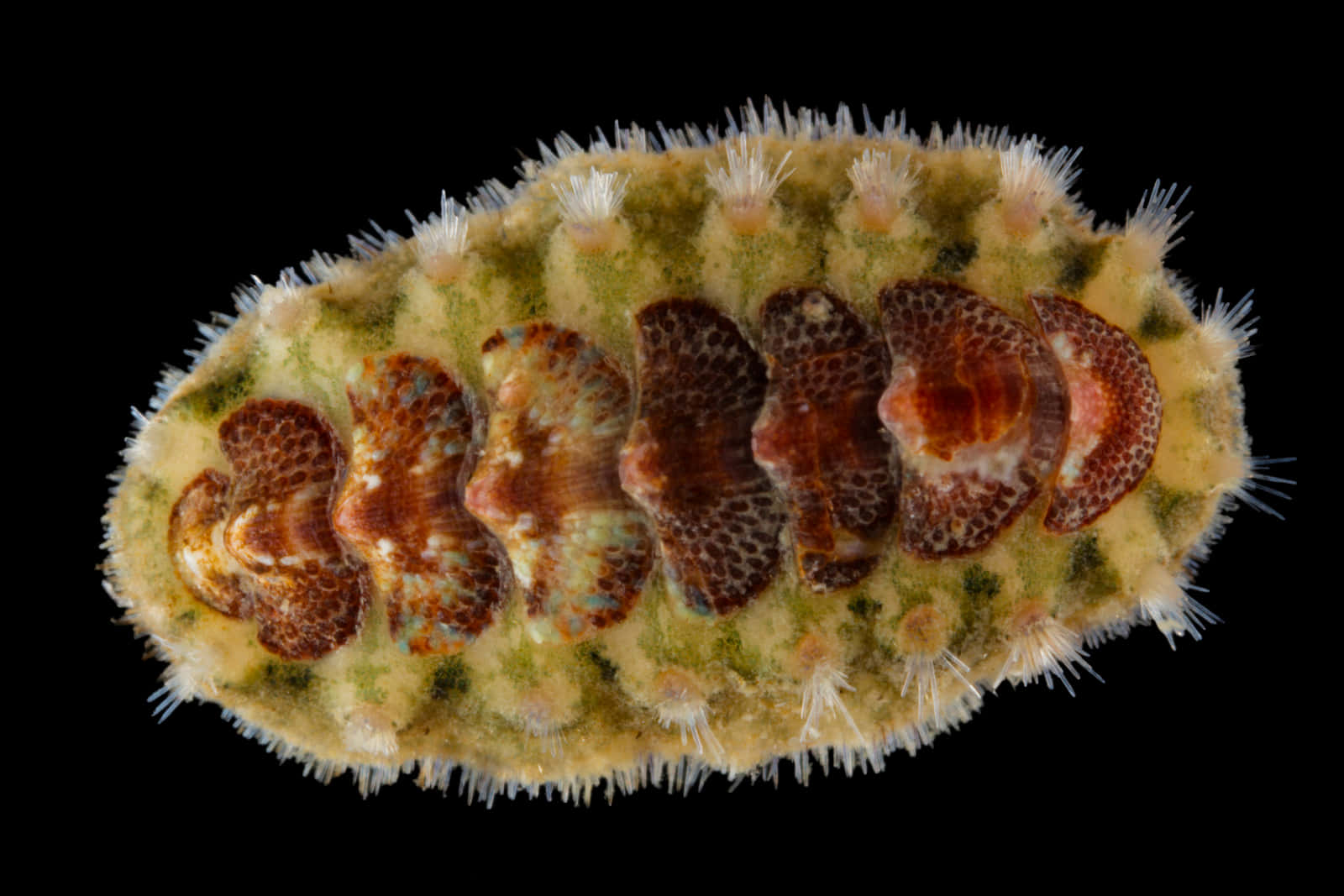 Chiton_ Mollusk_ Black_ Background Wallpaper