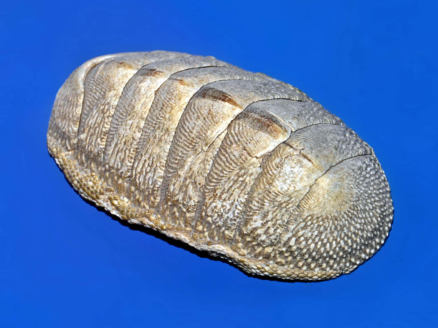 Chiton Mollusk Blue Background Wallpaper