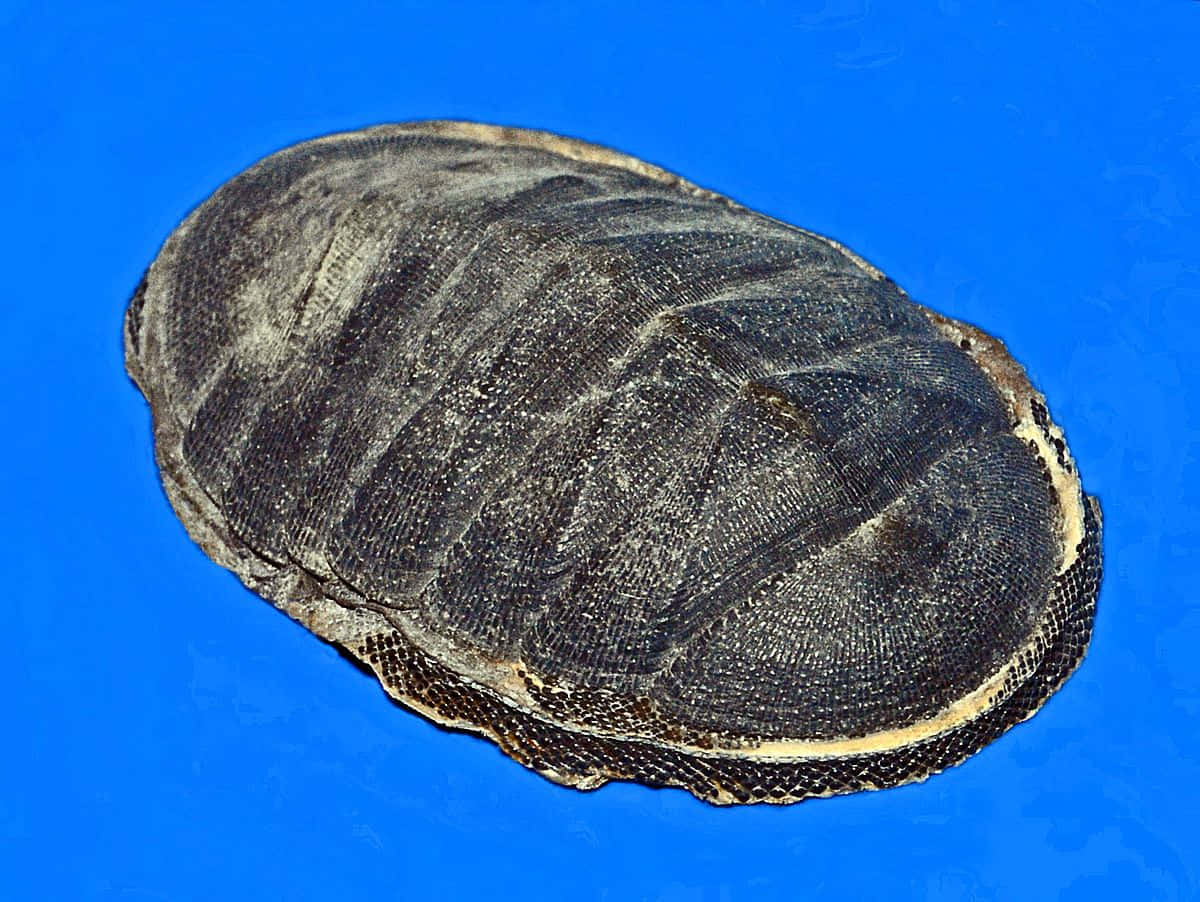 Chiton Molluskon Blue Background Wallpaper