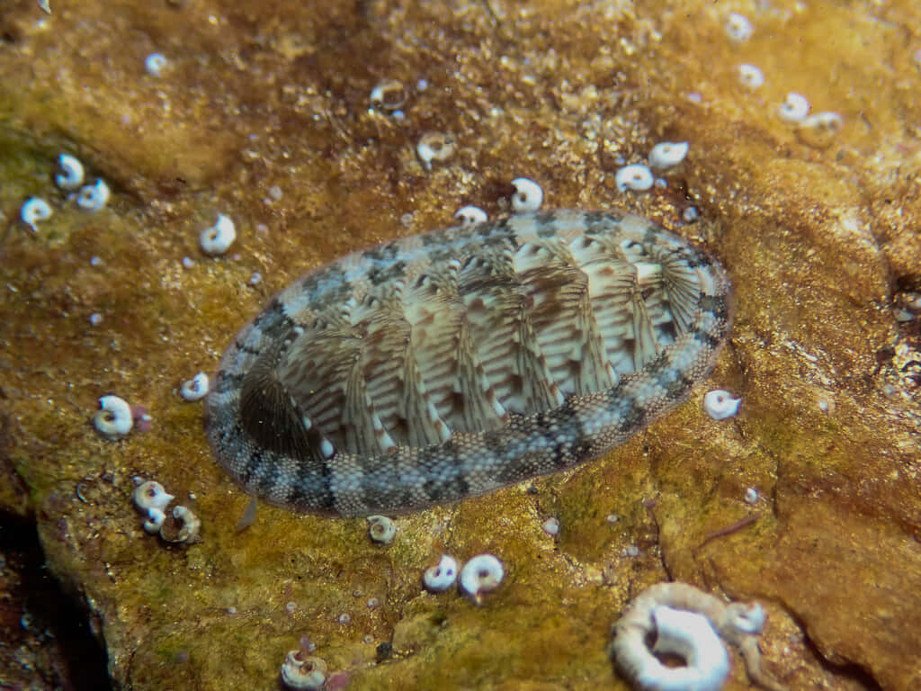 Chiton Molluskon Rocky Seabed Wallpaper