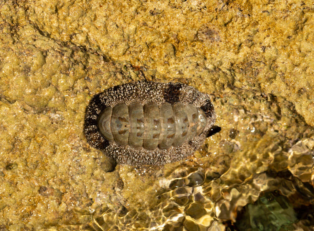 Chiton Molluskon Rocky Shore Wallpaper