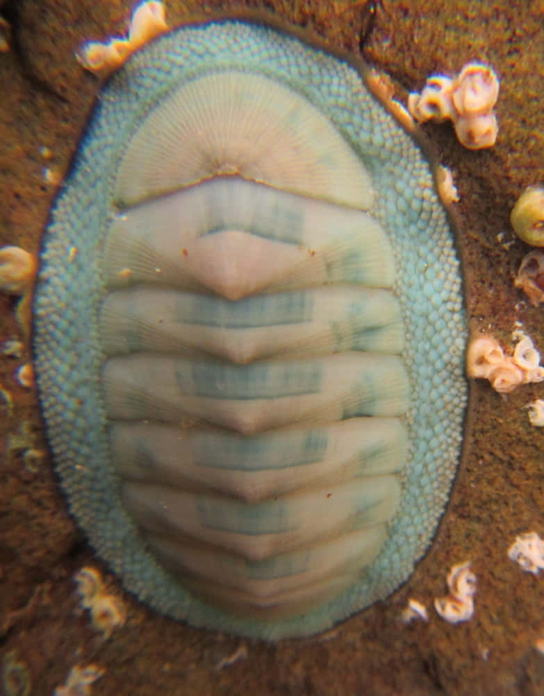 Chiton Molluskon Rocky Surface Wallpaper