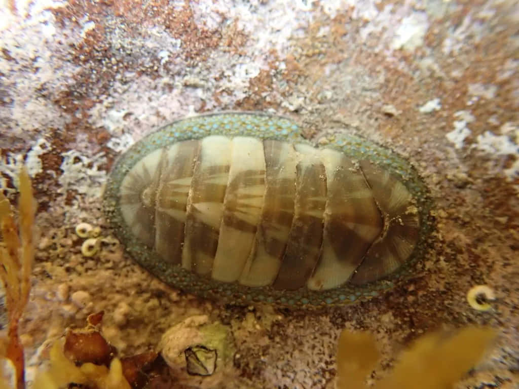 Chiton Underwater Closeup.jpg Wallpaper