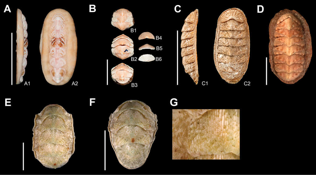 Chitonidae Species Comparative Anatomy Wallpaper