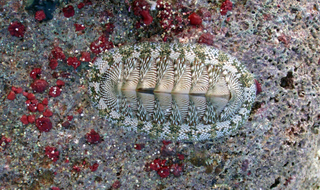 Chitonon Rocky Surface.jpg Wallpaper