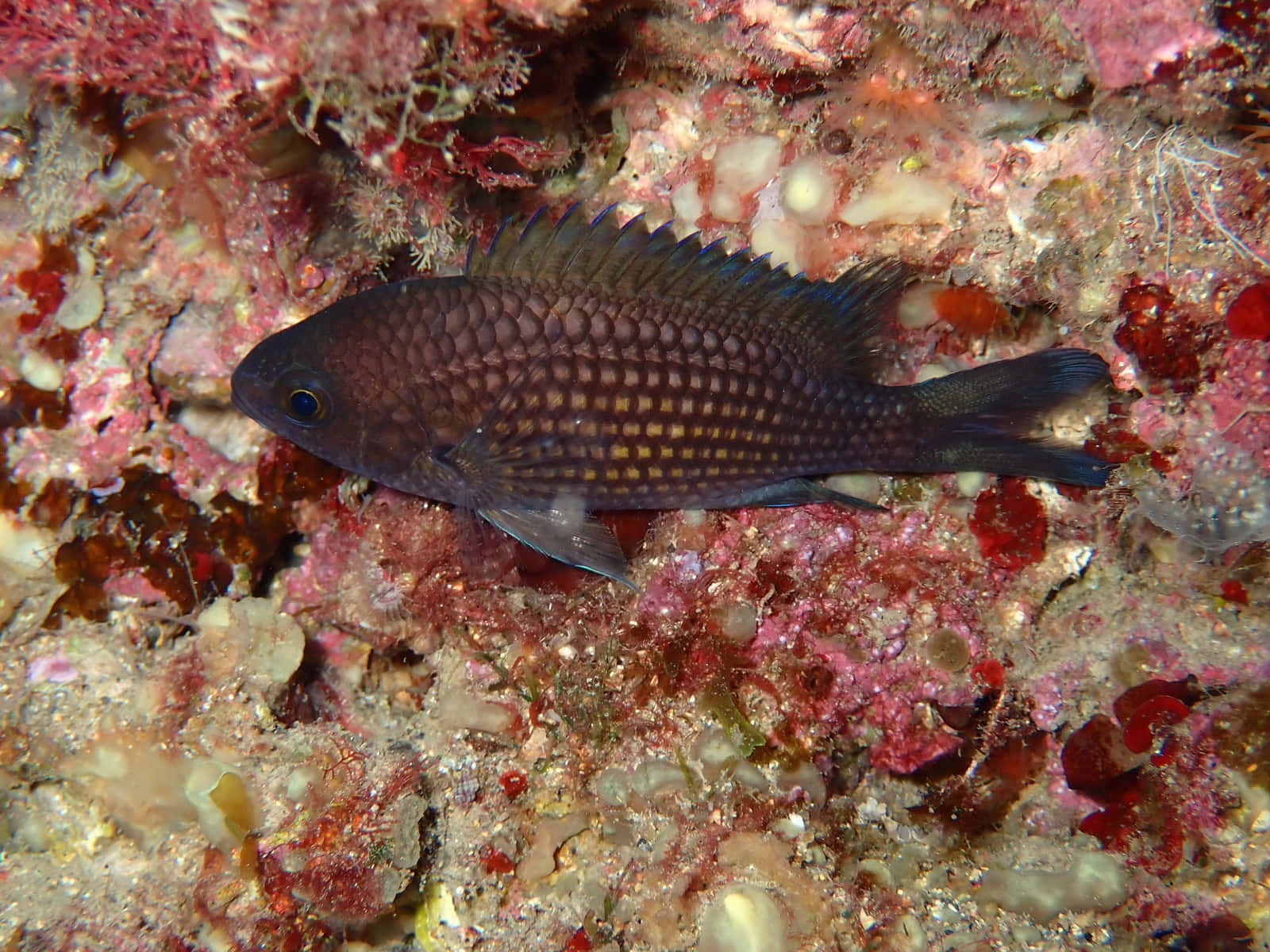 Chromis Fish Coral Reef Wallpaper