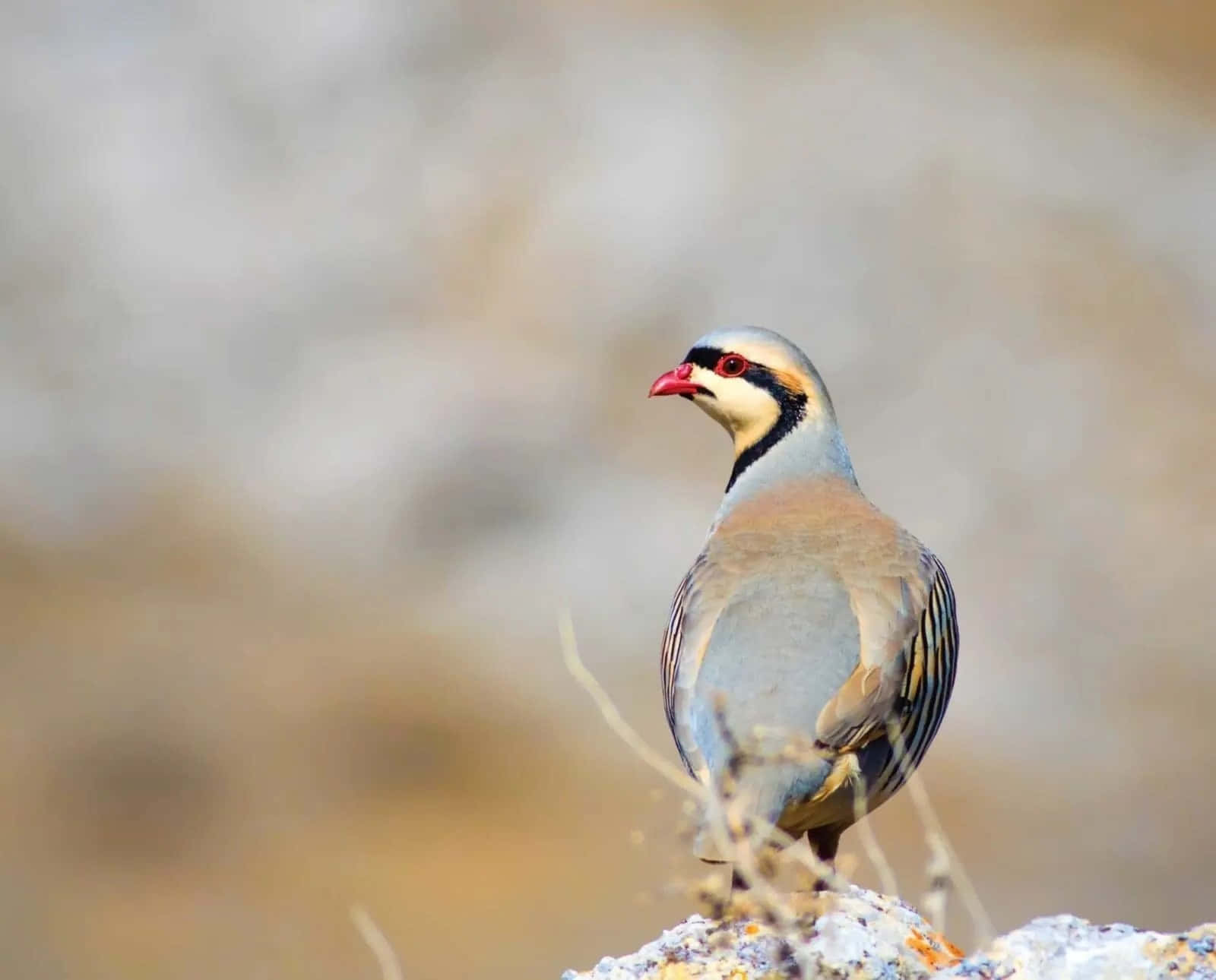 Chukar Partridgeon Rocky Ground Wallpaper