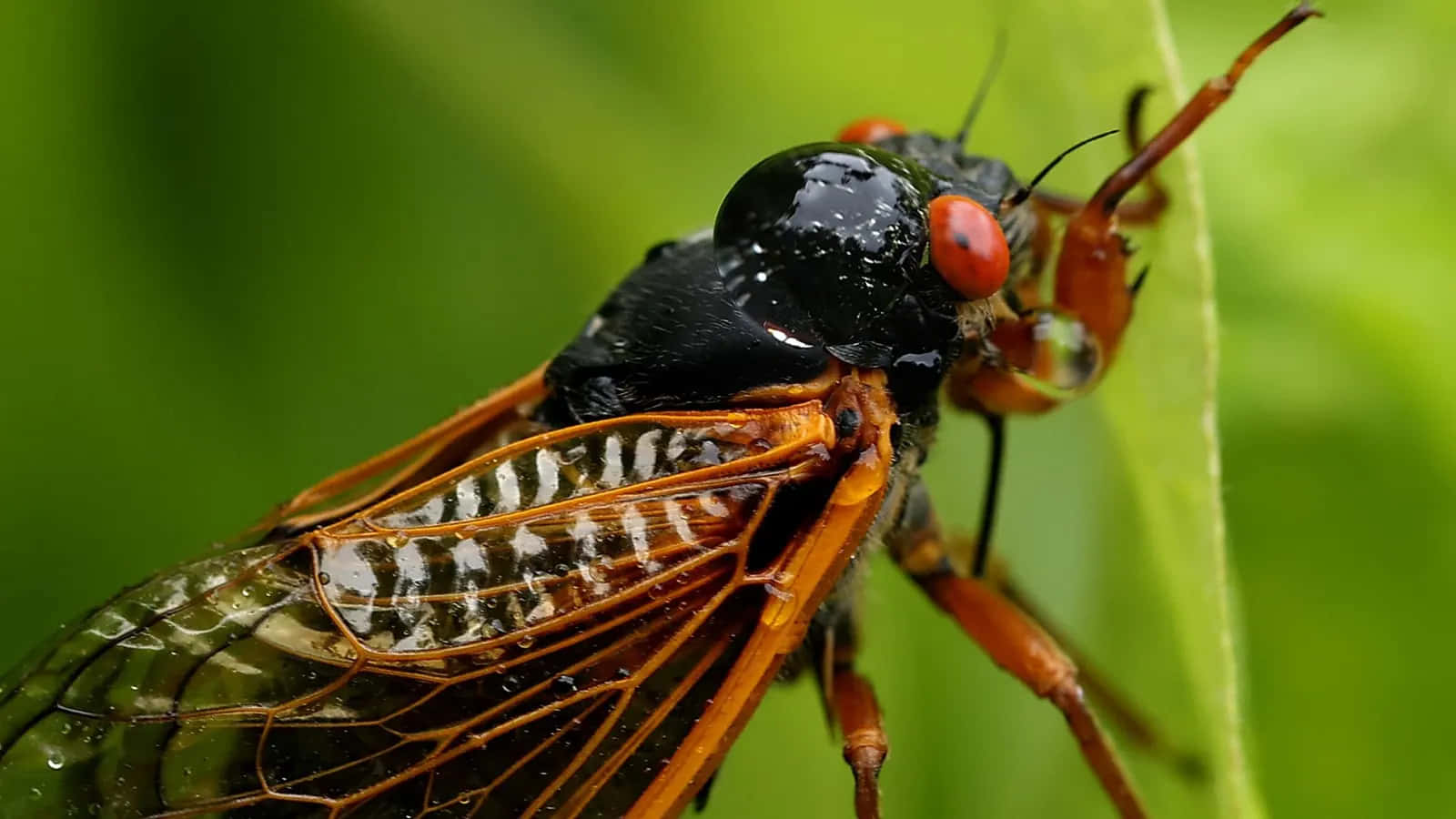 Cicada_ Closeup_ After_ Molting.jpg Wallpaper